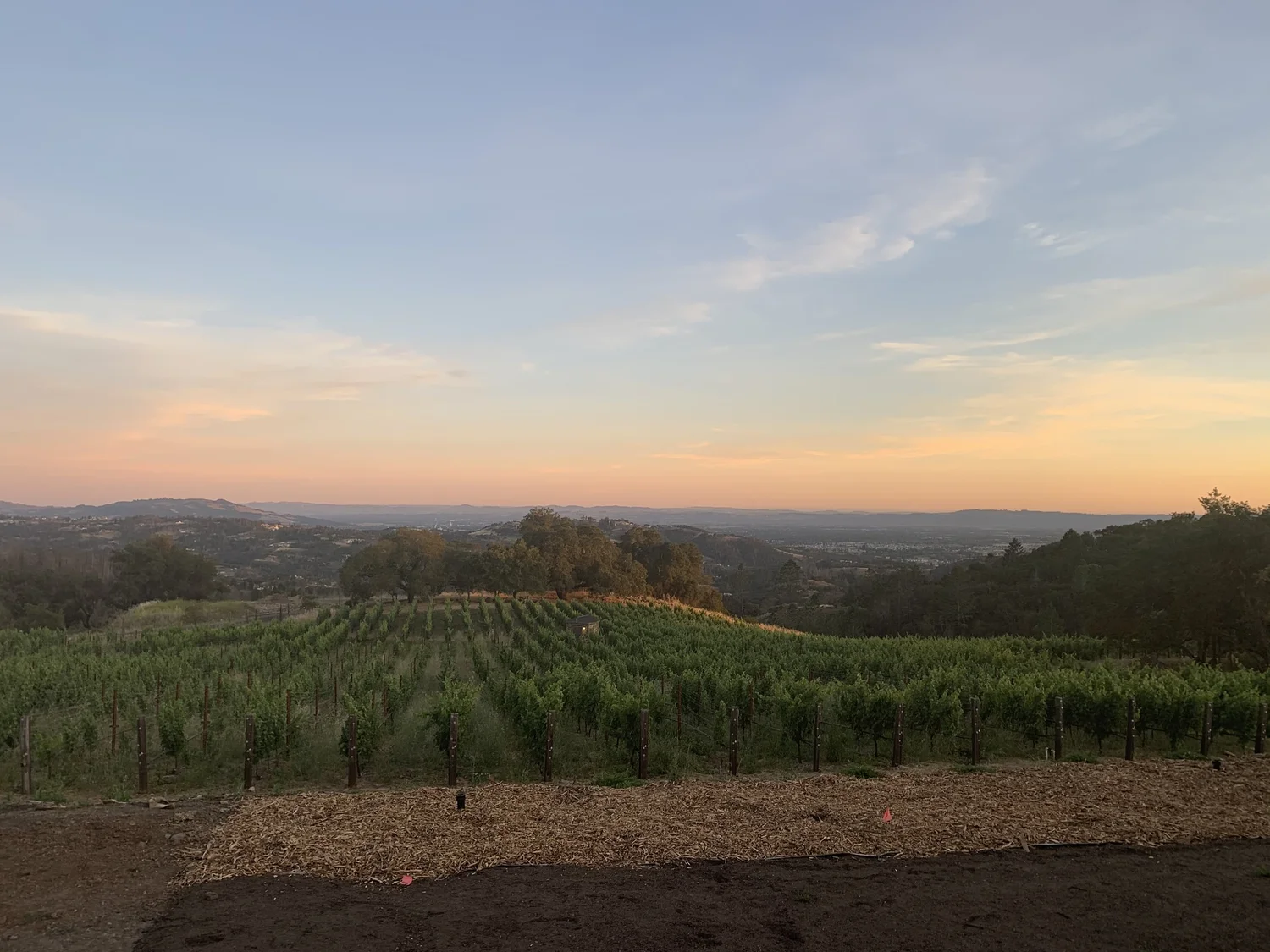 The Barrie Estate vineyard