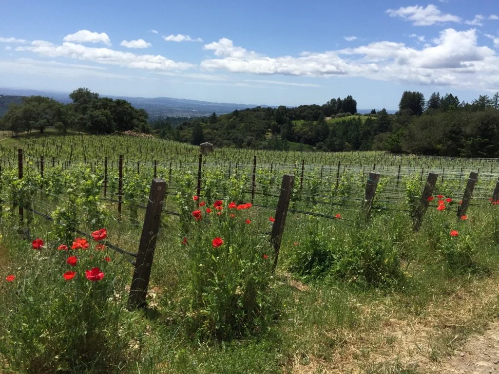 Poppies and vines at Barrie Wines