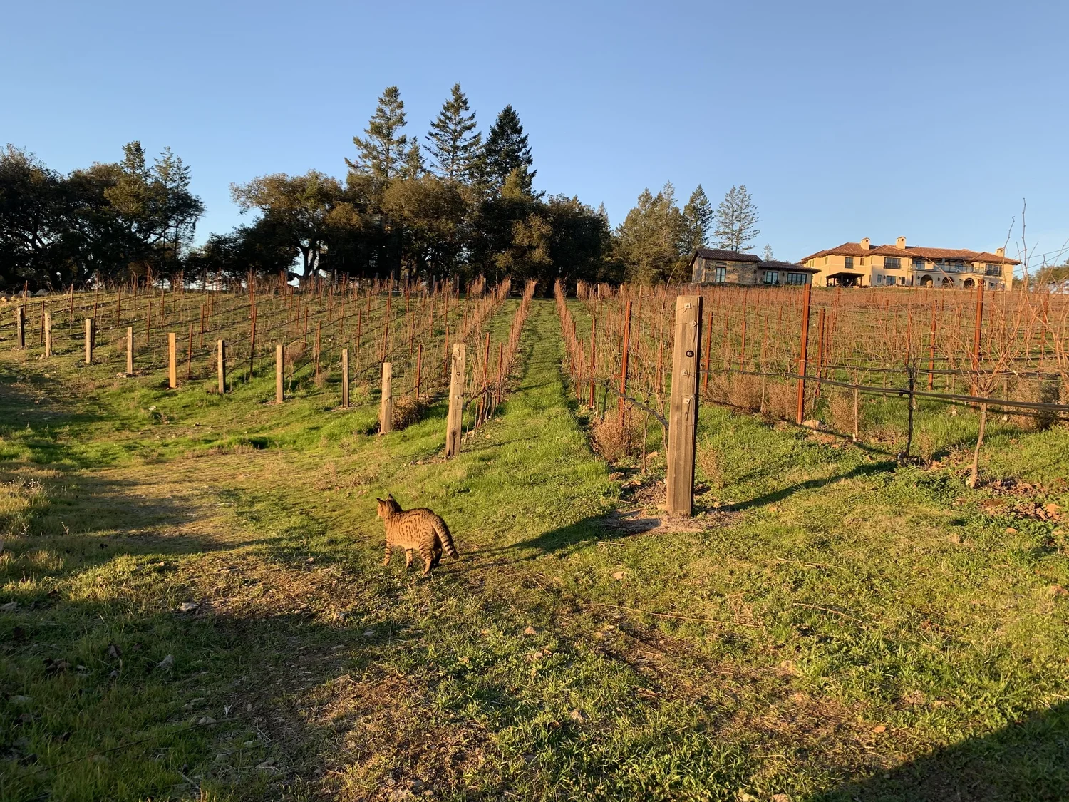 Barrie Estate vineyard view 2