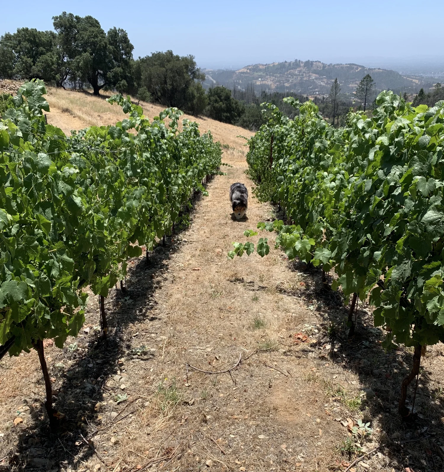 The Barrie Estate vineyard and house