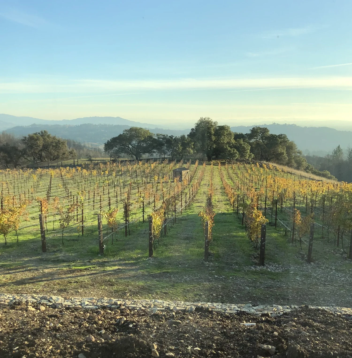 Barrie Estate vineyard view 4