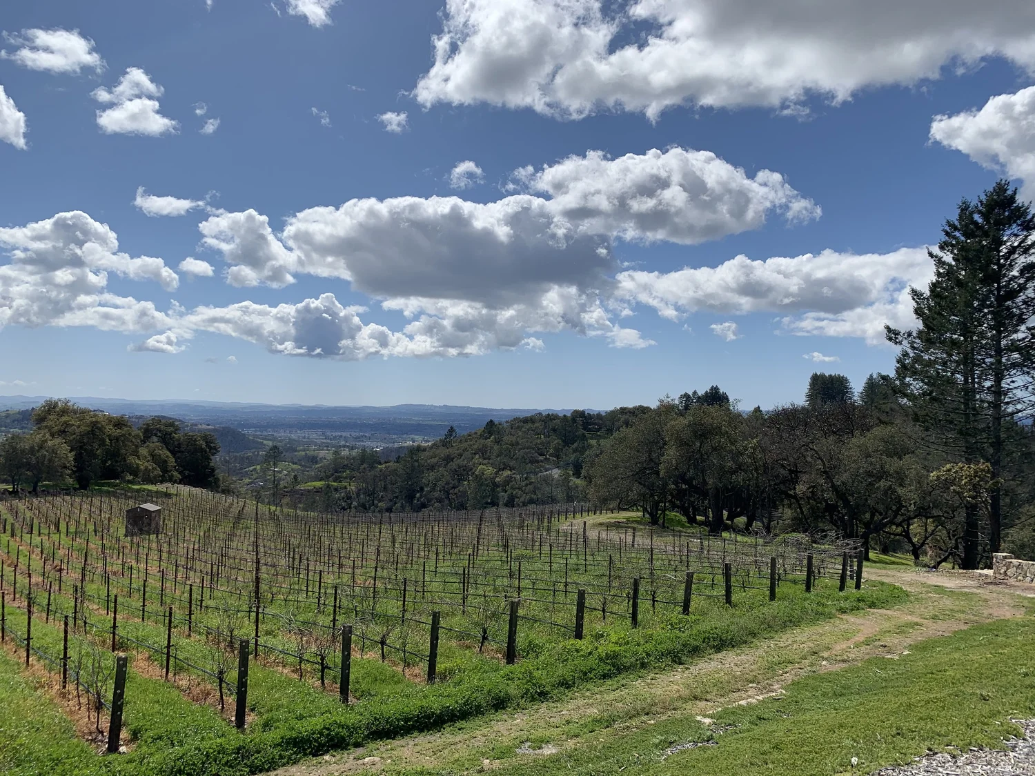 Barrie Estate vineyard view 5