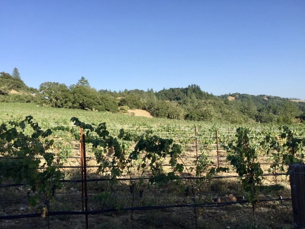 Barrie Estate vineyard view 6